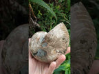 Polished Large Opalized Cymatoceras Nautilus Ammonite Fossil x 1 From Ambatofinandrahana, Madagascar