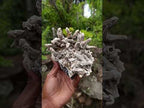 Natural Rare and Classic Lesotho Drusy Coated Spearhead Sceptre Calcite Specimen x 1 From Albert's Mountain, Lesotho