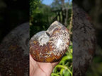 Polished Amber Calcite Cleoniceras "Jigsaw" Ammonite Fossil x 1 From Tulear, Madagascar