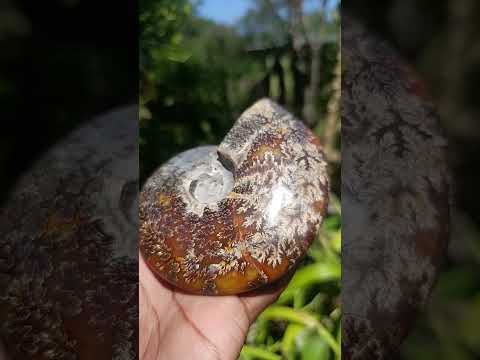 Polished Amber Calcite Cleoniceras "Jigsaw" Ammonite Fossil x 1 From Tulear, Madagascar