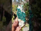 Natural Cabinet Size Dioptase Specimen on a Dolomite Matrix x 1 From Mashamba East, Congo