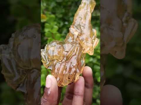 Natural Copal Amber with Insect Inclusions x 1 From Nosy Varika Madagascar