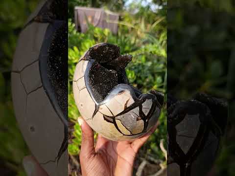Polished and Natural Septerye Sauvage Dragons Egg x 1 From Mahajanga, Madagascar