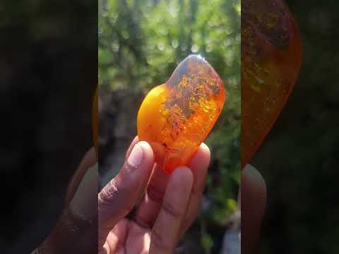 Polished Stunning Fossilised Baltic Amber Specimen x 1 From Poland