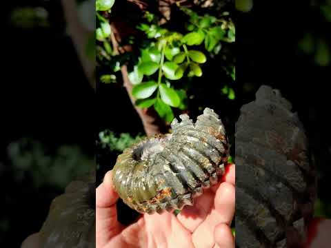 Polished Douvilleiceras Spined Ammonite x 1 From Maintirano, Madagascar