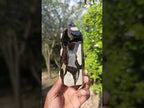 Polished Septerye Sauvage Display Crystal x 1 From Mahajanga, Madagascar