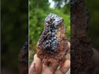 Natural Classic and Bright Rare Cuprite Specimen From Nicks Private Collection x 1 From Mashamba West Mine, Congo