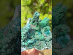 Natural Unique Drusy Coated Chrysocolla with Malachite Stalactites x 1 from  Lupoto Mine, Congo