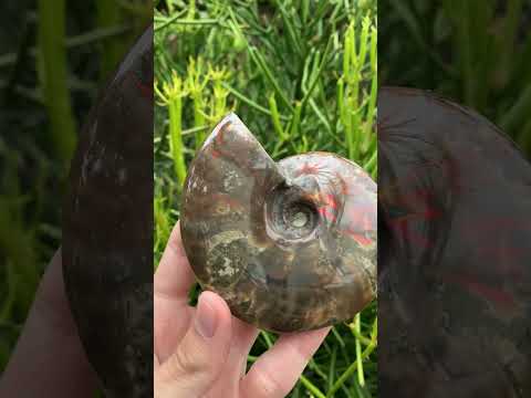 Polished Cleoniceras Ammolite Fossil Ammonite x 1 From Tulear, Madagascar