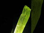 Natural 18.6 cm Yellow Triphane Yellow Spodumene Full Tabular Crystal x 1 From Kunar, Afghanistan