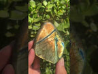 Polished Golden Sunset Flash Labradorite Standing Free Form x 1 From Tulear, Madagascar