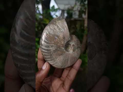 Polished Cleoniceras Ammolite Opalized Ammonite Fossil x 1 From Tulear Madagascar