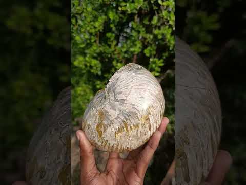 Polished Large Cymatoceras Nautilus Ammolite Ammonite Fossil x 1 From Maintirano, Madagascar