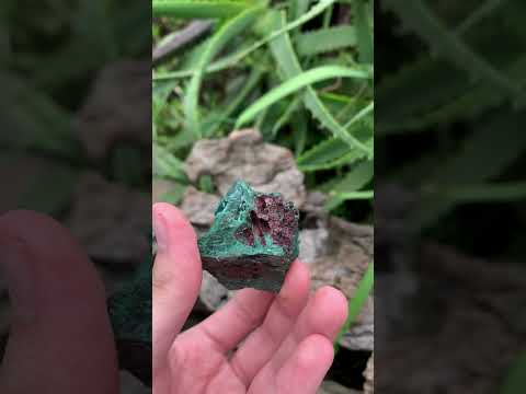 Natural Rare Bladed Malachite after Azurite Pseudomorph Specimen x 1 From Lupoto Mine, Congo