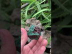 Natural Rare Bladed Malachite after Azurite Pseudomorph Specimen x 1 From Lupoto Mine, Congo