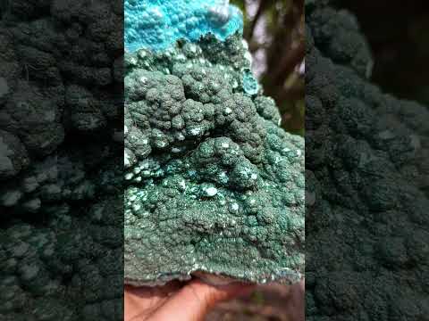 Natural Exquisite Extra Large Crystalline Botryoidal Malachite with Botryoidal Chrysocolla x 1 From Kulukuluku, Congo