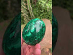 Polished Rare Extra Large Flower Banded Malachite Egg x 1 From Congo