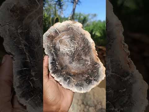 Polished Podocarpus podocarpus Petrified Wood Slice x 1 From Mahajanga, Madagascar