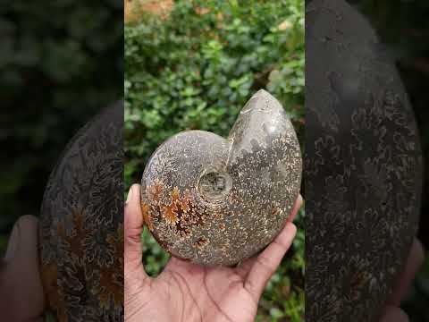 Polished Cleoniceras Jigsaw Ammonite Fossil x 1 From Tulear Madagascar