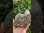 Polished Cleoniceras Jigsaw Ammonite Fossil x 1 From Tulear Madagascar