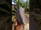 Polished Stichtite Standing Free Form x 1 From Barberton South Africa