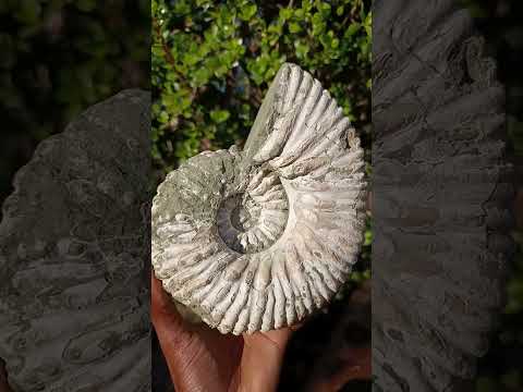 Natural XL Douvilleiceras White Spiny Ammonite x 1 From Tulear, Madagascar