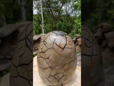 Polished XXXL Septerye Sauvage "Dragons Egg" With Removable Cap x 1 From Mahajanga, Madagascar