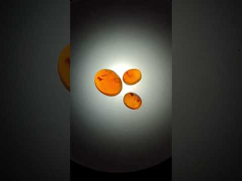 Polished Set of 3 Mandarin Spessartite Garnet Cabochons x 1 From Sperrgebiet, Namibia
