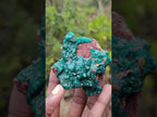 Natural Dioptase Specimen on a Dolomite Matrix x 1 From Mashamba East, Congo