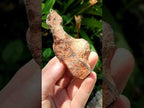 Natural Rare Gibeon Meteorite Specimen x 1 From Gibeon Namibia