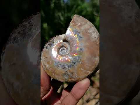 Polished Whole Cleoniceras Ammolite Ammonite Fossil x 1 From Madagascar