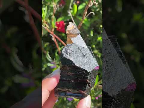 Natural Schorl Black Tourmaline Sceptre with Smokey Quartz Stem x 1 From Erongo Mountain, Namibia