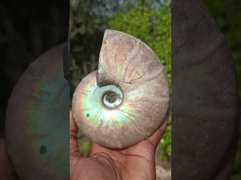 Polished Whole Iridescent Cleoniceras Ammonite Fossil x 1 From Tulear, Madagascar