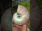 Polished Whole Iridescent Cleoniceras Ammonite Fossil x 1 From Tulear, Madagascar