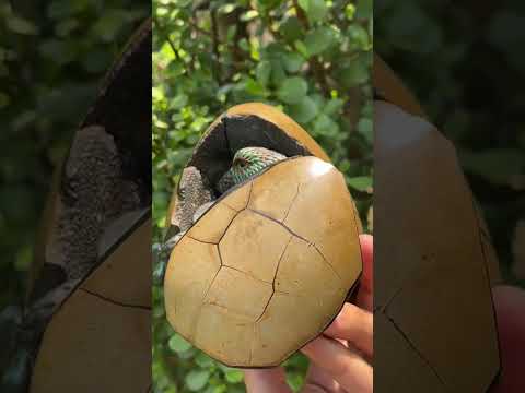 Hand Made Septerye Sauvage Dragon's Egg with a FIMO Clay Dragon Sculpture x 1 From Mahajanga, Madagascar