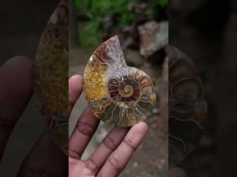 Polished and Natural Mixed Set of 8 African Minerals Crystals and a Fossil in a Wooden Display Box x 1 From Southern Africa
