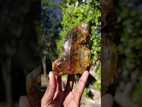 Natural XL Cabinet Size Copal Amber x 1 From From Nosy Varika, Madagascar
