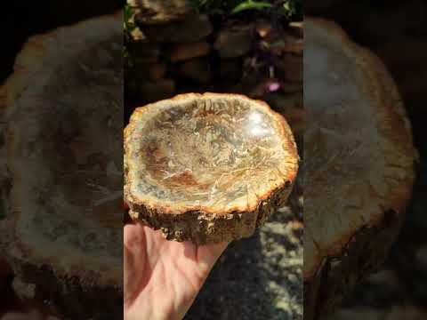 Polished Petrified Wood Bowl x 1 From Mahajanga Madagascar