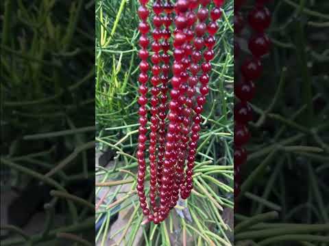Hand-Made Carnelian Agate Ball Bead Necklace x 1 From Brazil
