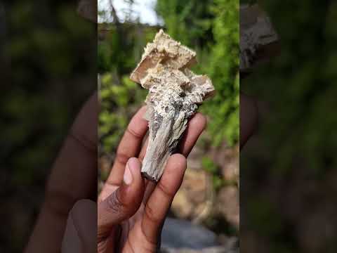 Natural Fluorescent Lesotho Calcite on a Stem Specimen x 1 From Albert's Mountain, Lesotho