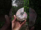 Polished Cabinet Size Opalized Cleoniceras Ammonite Fossil x 1 From Tulear, Madagascar