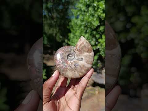 Polished Cleoniceras Ammolite Opalized Ammonite Fossil x 1 From Tulear, Madagascar