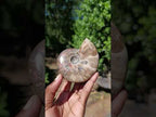 Polished Cleoniceras Ammolite Opalized Ammonite Fossil x 1 From Tulear, Madagascar