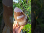Polished Smokey Morion Quartz Crystal Flame x 1 From Madagascar