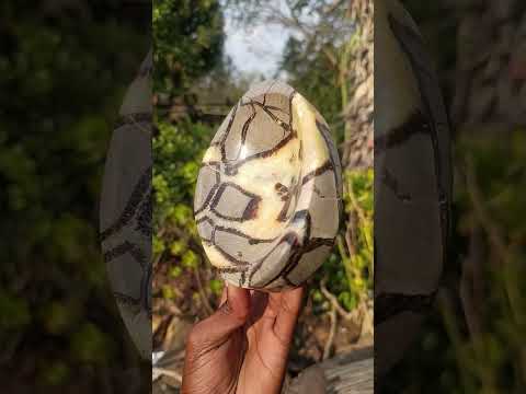 Polished Septerye Bowl x 1 From Mahajanga, Madagascar