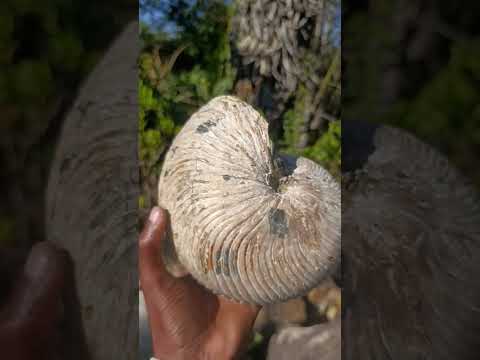 Natural XL Cymatoceras Nautilus Ammonite Fossil x 1 From Maintirano, Madagascar