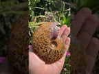 Polished Whole Jigsaw Ammonite x 1 From Tulear, Madagascar