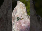 Natural Rare Rhodocalcite Specimen x 1 From Mashamba West Mine, Congo
