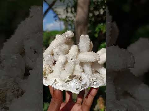 Natural Large Lesotho Snow Quartz Finger Cluster x 1 From Albert's Mountain
