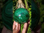 Polished Banded Flower Malachite Sphere x 1 From Congo